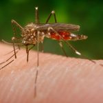 Virológovia predpokladajú, že nebezpečný komár je stále na Slovensku. Jeho množeniu viete zabrániť aj vy