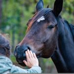 Marián tvrdí, že rozumie jazyku koní. Komunikuje s nimi cez myšlienky od svojich pätnástich rokov