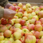 Tony našich jabĺk zhnijú, kvôli cenám sa stávajú nepredajné. Energie stúpli 10-násobne, ovocinári chcú likvidovať sady