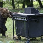 Pokles medveďov na Slovensku oproti roku 2014 je podľa lesníkov nelogický. Zber údajov o počte šelmy spochybnili